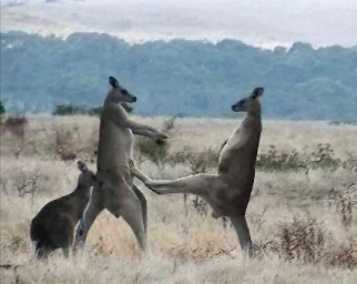 KANGAROO